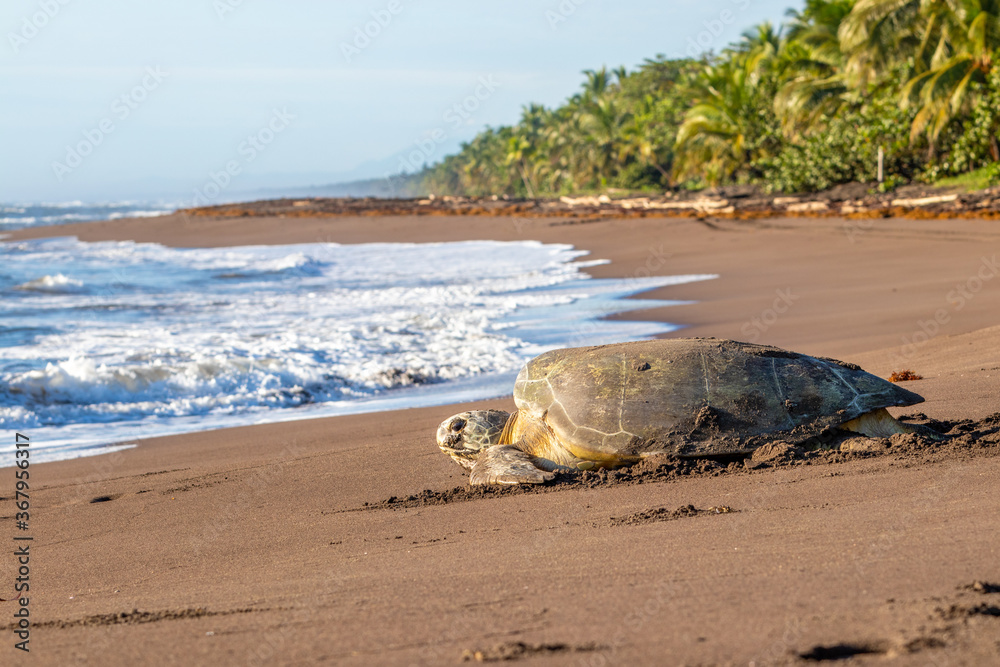 Turtle Conservation